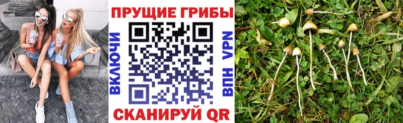 Псилоцибиновые грибы Psilocybine cubensis  купить наркотик  ссылка на мегу ССЫЛКА  Снежногорск 